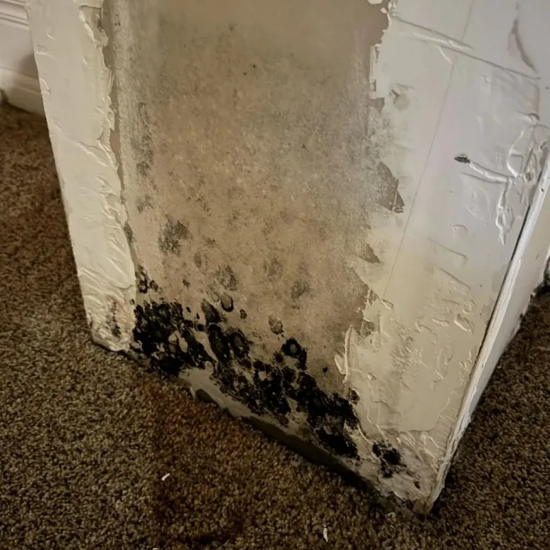 Professional Mold Removal in Bradley County, AR